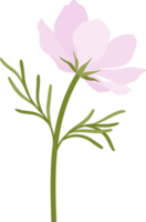 rosa kosmos blomma handritad illustration. png