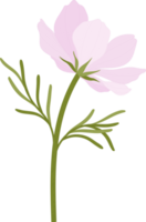 Pink cosmos flower hand drawn illustration. png