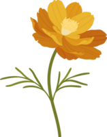 ilustração desenhada de mão laranja cosmos flor. png