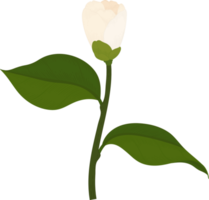 White camellia flower hand drawn illustration. png