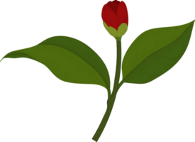 fleur de camélia rouge illustration dessinée à la main. png