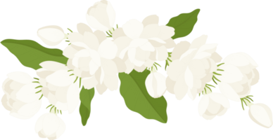 bouquet d'illustration de fleur de jasmin. png