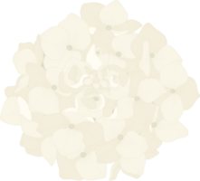 ilustração de flor de hortênsia branca. png