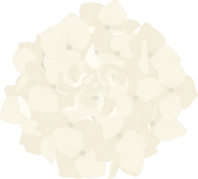 illustrazione del fiore di ortensia bianca. png