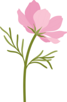 rosa kosmos blomma handritad illustration. png