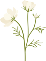 ilustración de dibujado a mano de flor de cosmos blanco. png