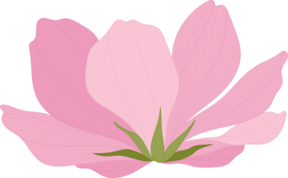 Pink cosmos flower hand drawn illustration. png