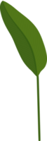 heliconia blad handritad illustration. png