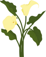 Yellow calla lily flower hand drawn illustration. png