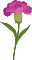 purple carnation flower hand drawn illustration. png