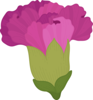 purple carnation flower hand drawn illustration. png