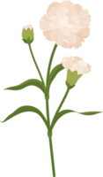 weiße nelkenblume handgezeichnete illustration. png