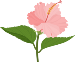 Pink Hibiscus flower hand drawn illustration. png