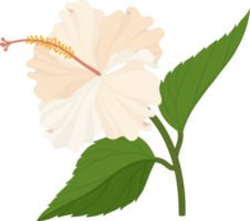 ilustração de mão desenhada flor de hibisco branco. png