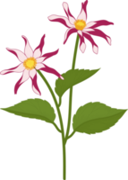 ilustração desenhada de mão rosa dália flor. png