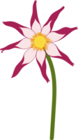 ilustração desenhada de mão rosa dália flor. png