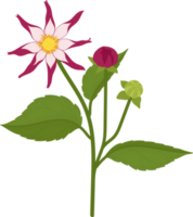 illustration dessinée à la main de fleur de dahlia rose. png