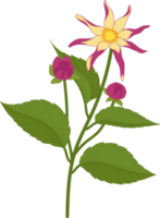 Pink dahlia flower hand drawn illustration. png