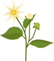 ilustração desenhada à mão da flor amarela dahlia. png