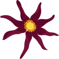 illustrazione disegnata a mano del fiore della dalia rosa scuro. png