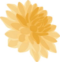 gul dahlia blomma handritad illustration. png