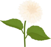 White dahlia flower hand drawn illustration. png