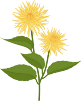 Yellow dahlia flower hand drawn illustration. png