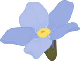 Blue forget me not flower hand drawn illustration. png