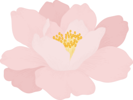 Pink camellia flower hand drawn illustration. png