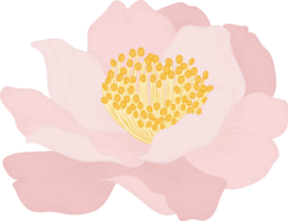 Pink camellia flower hand drawn illustration. png