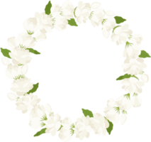 Wreath of jasmine flower illustration. png