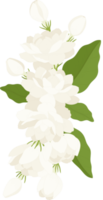 buquê de ilustração de flor de jasmim. png