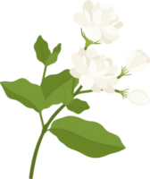 ilustração desenhada à mão de flor de jasmim. png