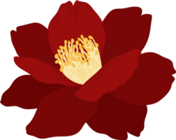 ilustração desenhada à mão de flor de camélia vermelha. png