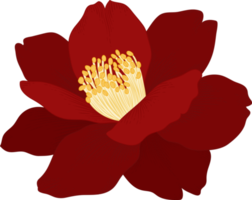 Red camellia flower hand drawn illustration. png