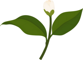 White camellia flower hand drawn illustration. png