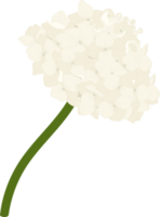 illustration de fleur d'hortensia blanc. png