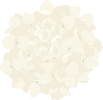 White hydrangea flower illustration. png