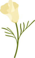White california poppy flower hand drawn illustration. png