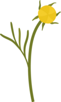 Yellow cosmos flower hand drawn illustration. png