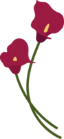Red calla lily flower hand drawn illustration. png