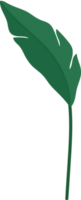 bird of paradise leaf handritad illustration. png