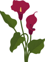 handgezeichnete illustration der roten calla-lilienblume. png