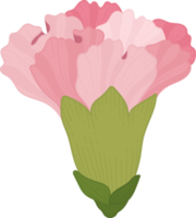 pink carnation flower hand drawn illustration. png