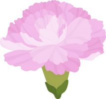 pink carnation flower hand drawn illustration. png