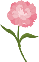 rosa nejlika blomma handritad illustration. png