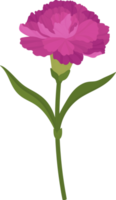 purple carnation flower hand drawn illustration. png