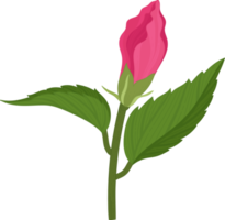 ilustração desenhada de mão de flor de hibisco rosa. png