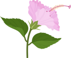 fleur d'hibiscus rose illustration dessinée à la main. png