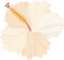 White Hibiscus flower hand drawn illustration. png